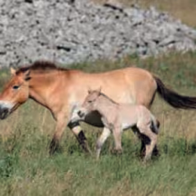 Cavalls