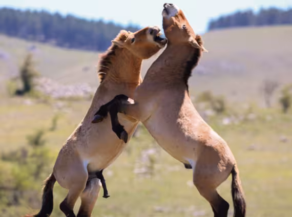 Cavalls