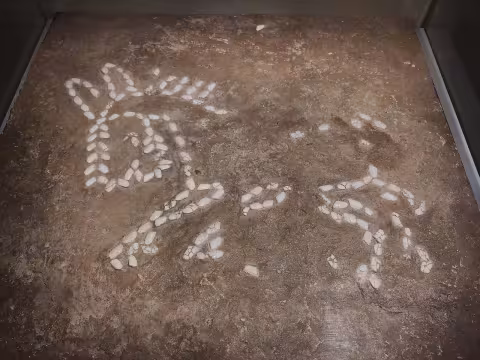 Cheval tracé avec des coquillages