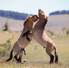 Cavalls