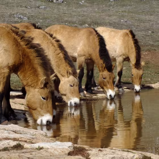 Cavalls bevent